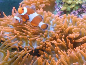 Underwater Orange 